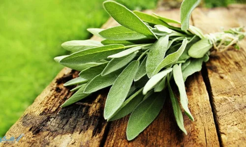 اعرف أكثر عن تفسير رؤية الميرمية في المنام لابن سيرين