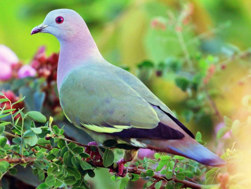 تفسير رؤية الحمام في الحلم لابن سيرين