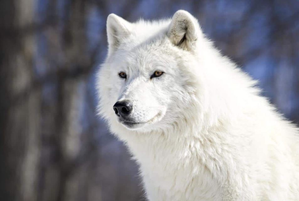 أهم 20 تفسير لرؤية الذئب في المنام لابن سيرين والعصيمي