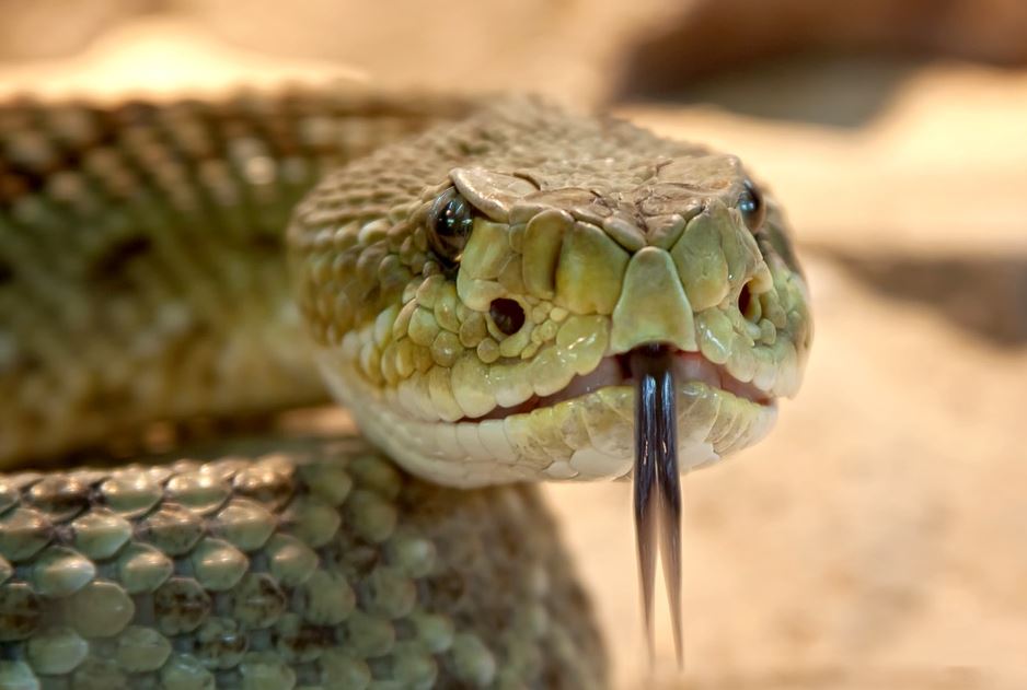 تعرف على تفسير حلم الثعبان لابن سيرين