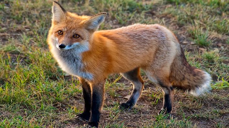 تعرف على تفسير حلم الثعلب في المنام لابن سيرين