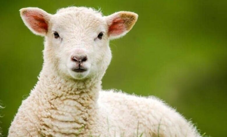 ما تفسير حلم الخرفان البيض لابن سيرين؟