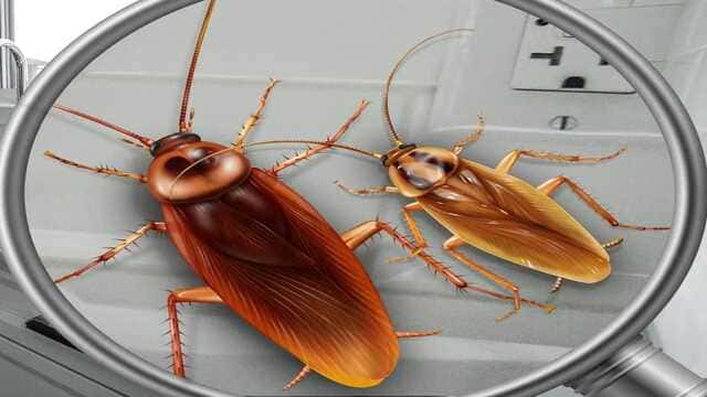 ما تفسير رؤية النمل والصراصير في المنام لابن سيرين والعصيمي؟