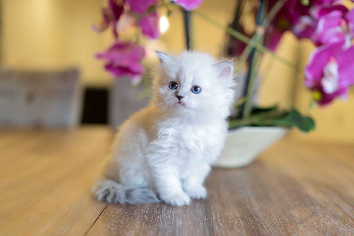 تعرف على تفسير حلم القطة البيضاء في المنام