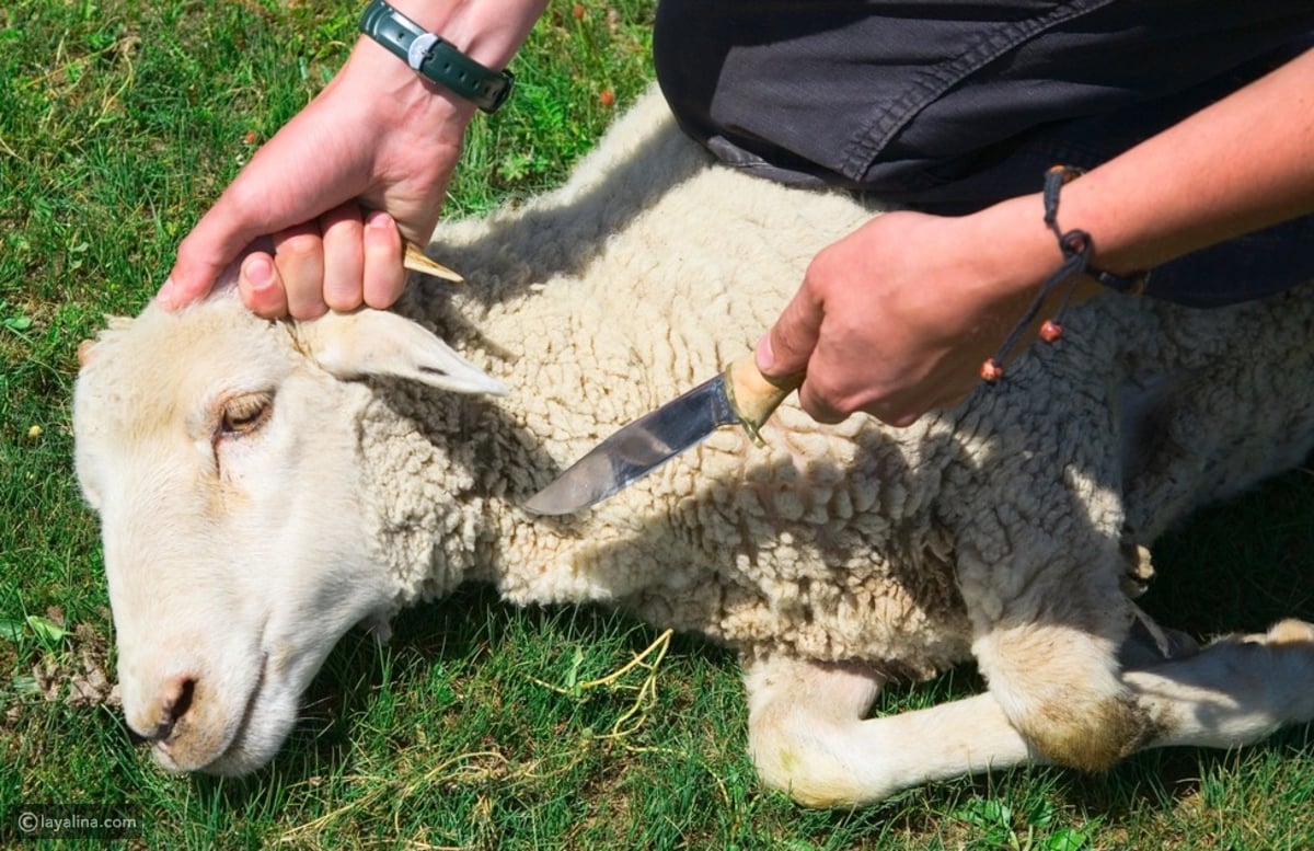 أهم تفسيرات رؤية الذبيحة في المنام لابن سيرين