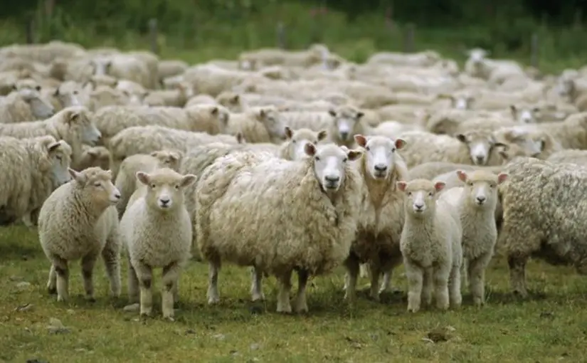 ما تفسير حلم الأغنام البيضاء لابن سيرين