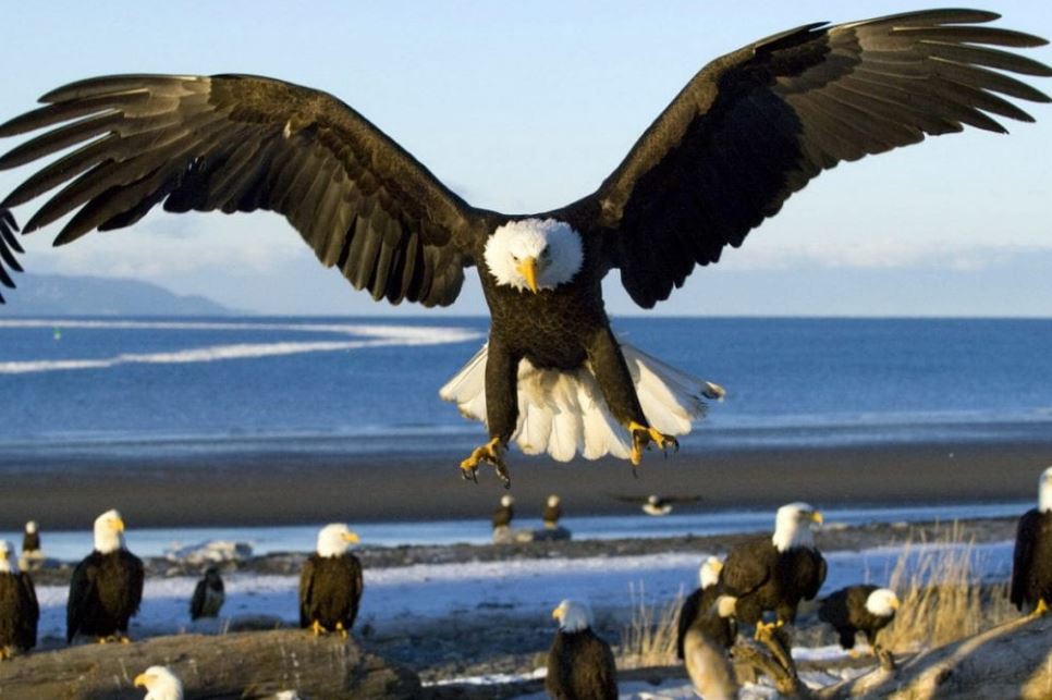 تفسير حلم النسر لابن سيرين والعصيمي