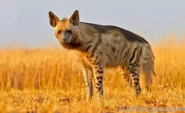 تعرفعلى تفسير رؤية الضباع في المنام لابن سيرين